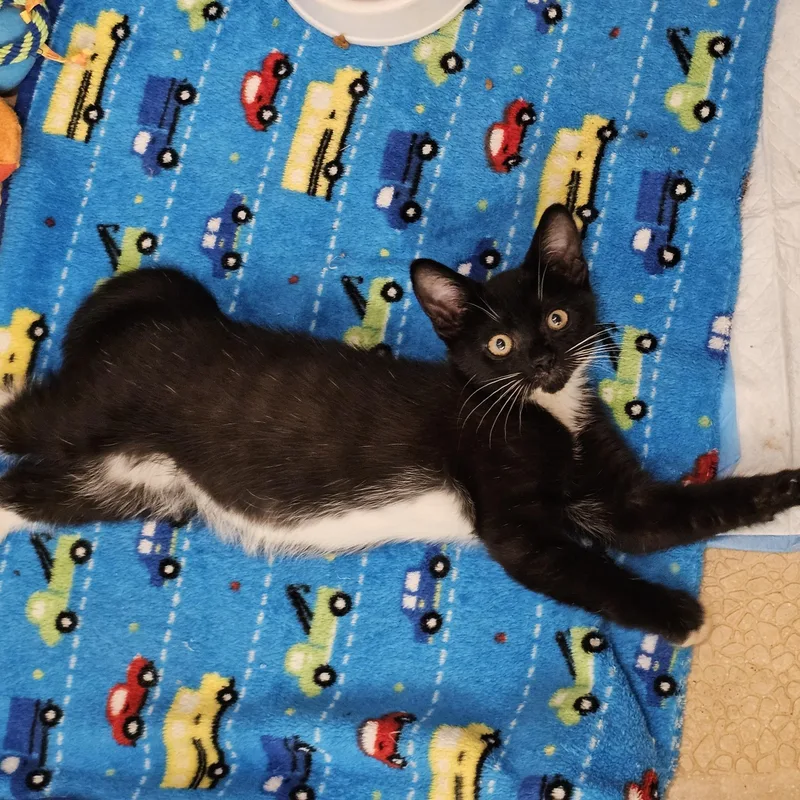 Biscotti thumbnail 3