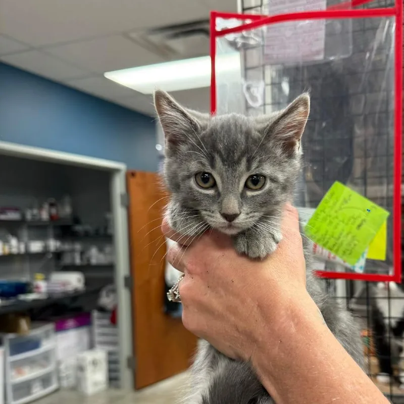 A baby small-sized male Gray / Blue / Silver Domestic Short Hair cat named Charlie for adoption in Richmond, IN