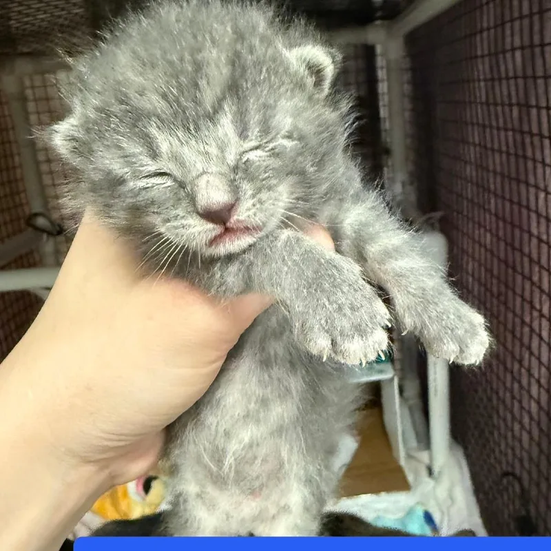Charlie thumbnail 2