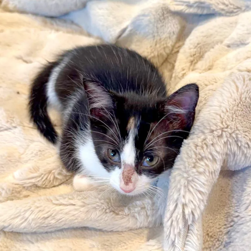 A baby small-sized female Black Domestic Short Hair cat named Tom Tom for adoption in Austin, TX