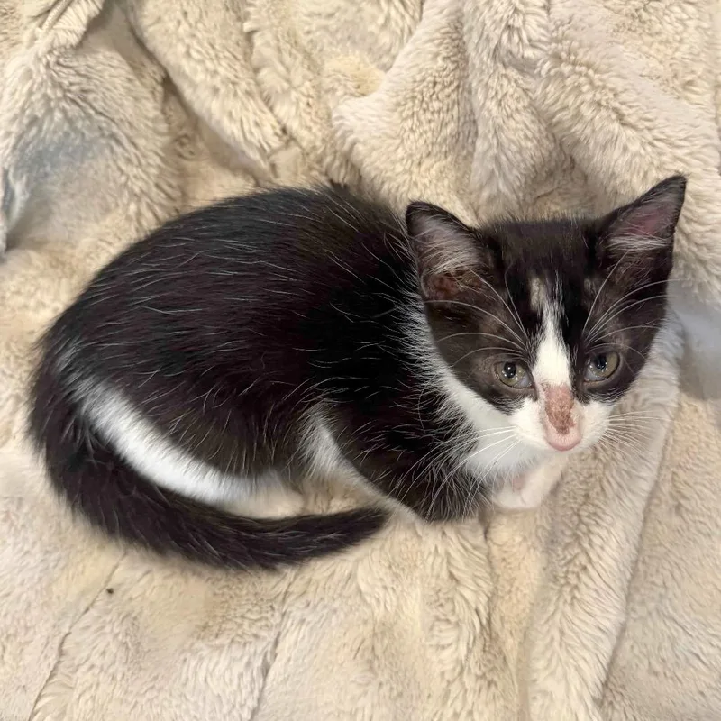 Tom Tom thumbnail 2