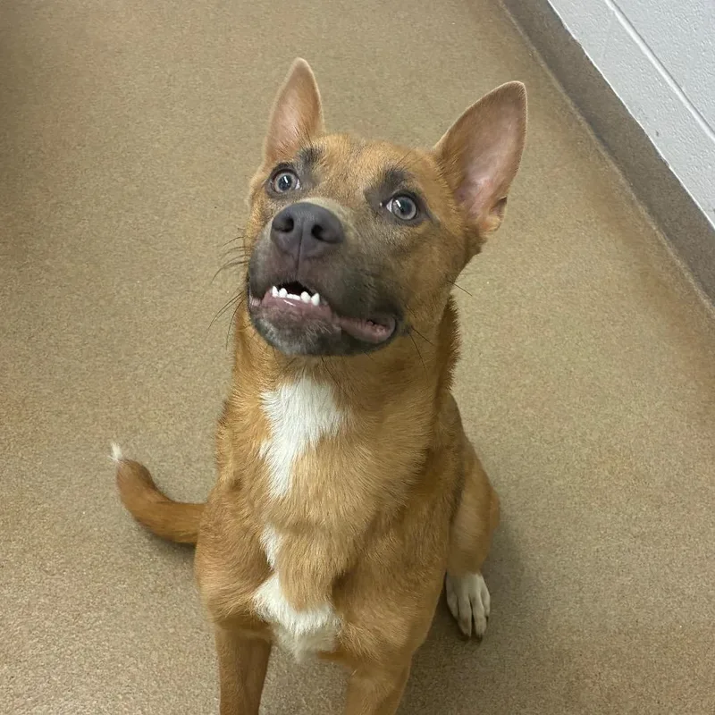 A young medium-sized female Yellow / Tan / Blond / Fawn Shepherd dog named Lilly for adoption in Corpus Christi, TX