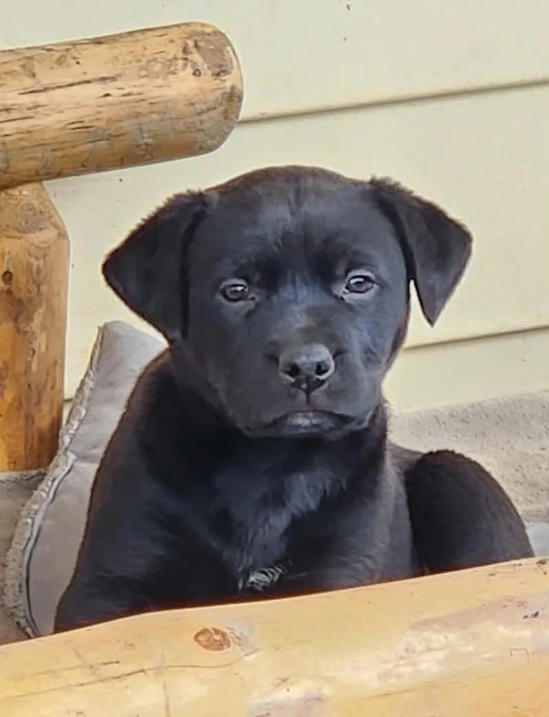 A baby medium-sized female Pit Bull Terrier dog named Eritrea for adoption in Arlee, MT