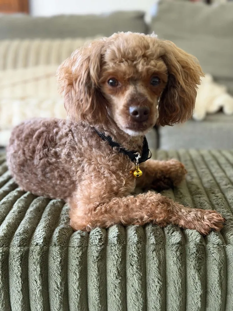 An adult small-sized male Poodle dog named Linden for adoption in Mukwonago, WI
