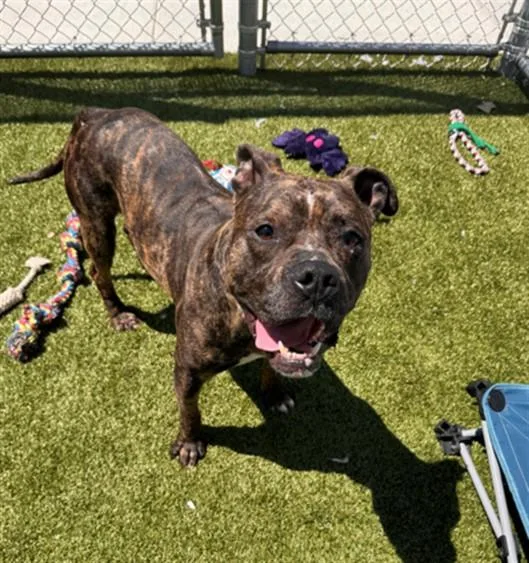 A young medium-sized male Pit Bull Terrier dog named Meechie for adoption in Toledo, OH