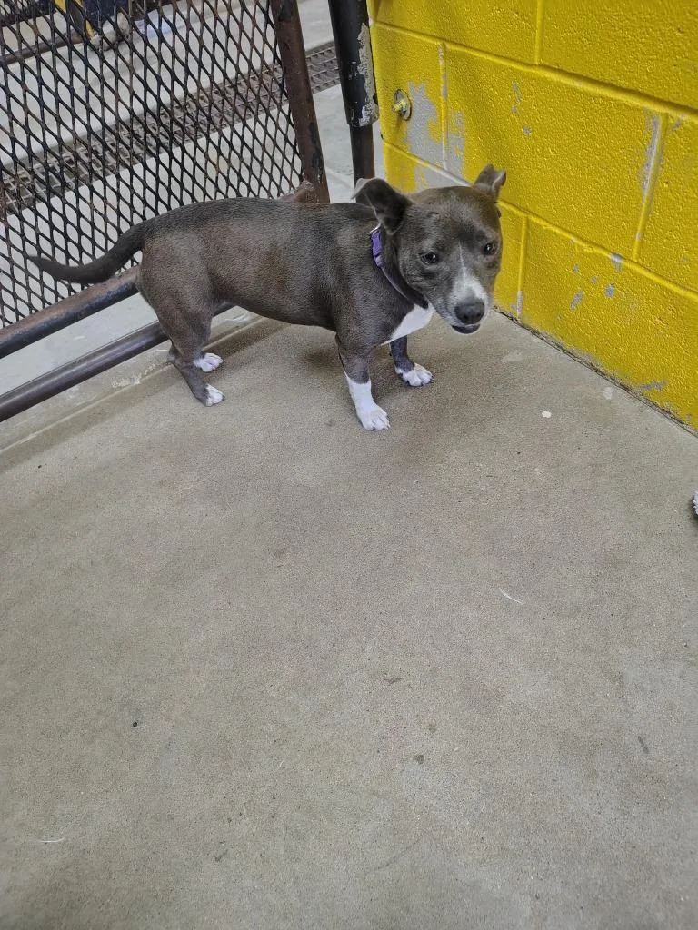 A young medium-sized female Mixed Breed dog named Sheila for adoption in Murray, KY