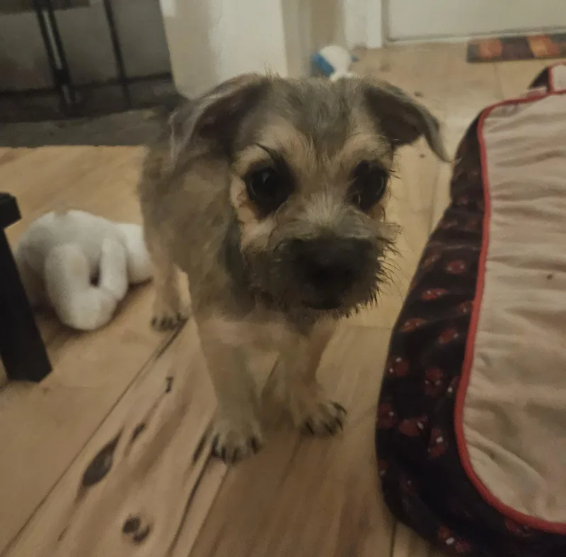 A baby small-sized male Border Terrier dog named Leo for adoption in Sharon, CT