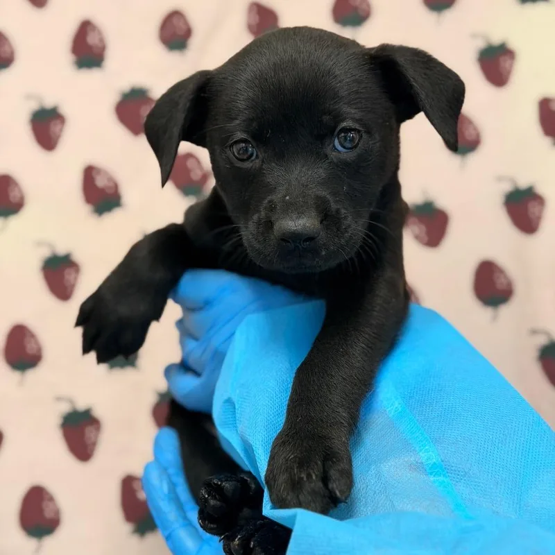 A baby small-sized male Black Shepherd dog named Luke Skywalker for adoption in San Antonio, TX