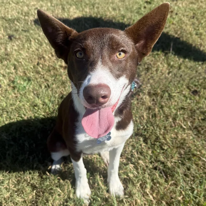 A young medium-sized female Australian Cattle Dog / Blue Heeler dog named Buffy for adoption in Chesapeake, VA
