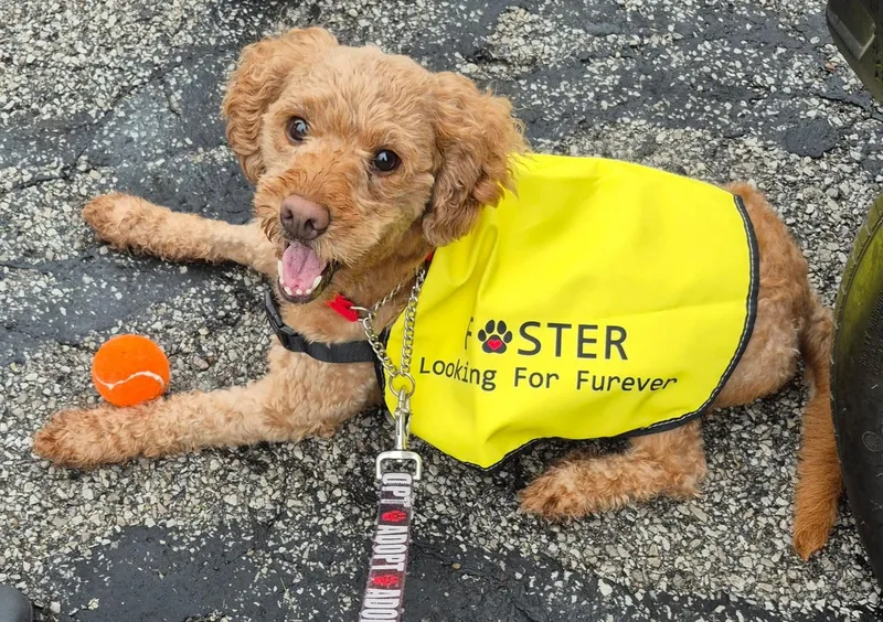 A young medium-sized male Golden Goldendoodle dog named Charlie Doodle for adoption in New Albany, OH