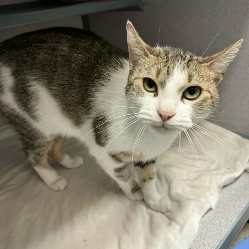 An adult medium-sized female White Domestic Short Hair cat named Amber for adoption in Waterloo, IA