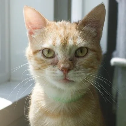A baby small-sized male Domestic Short Hair cat named Straw for adoption in Verona, WI