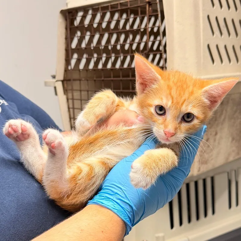 A baby small-sized male Orange / Red Domestic Short Hair cat named Frito for adoption in Wahiawa, HI