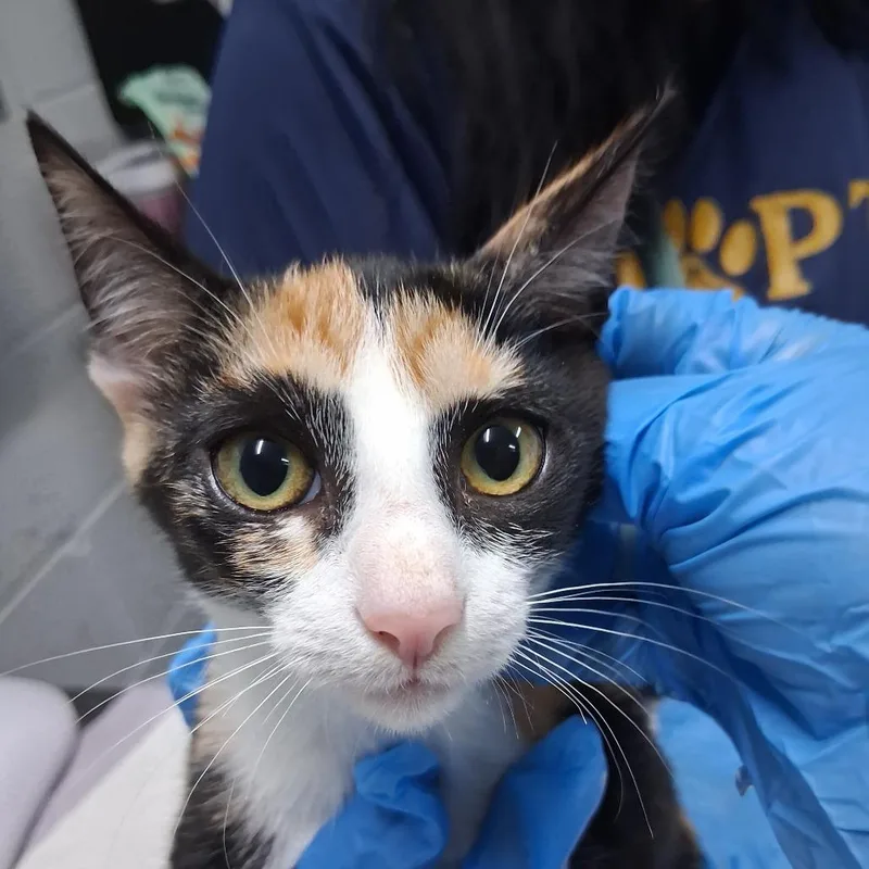 A baby small-sized female Calico Domestic Short Hair cat named Amira for adoption in Summerville, SC