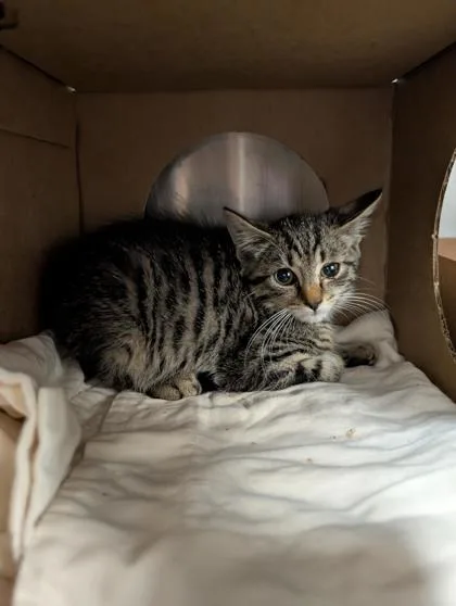 A baby small-sized male Domestic Short Hair cat named Clyde for adoption in West Chester, PA