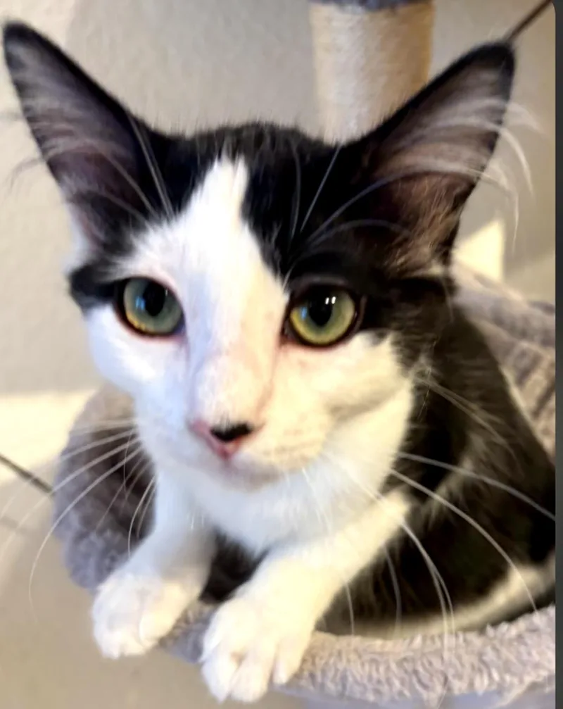 A young medium-sized male Domestic Medium Hair cat named Fuzzy for adoption in Phoenix, AZ