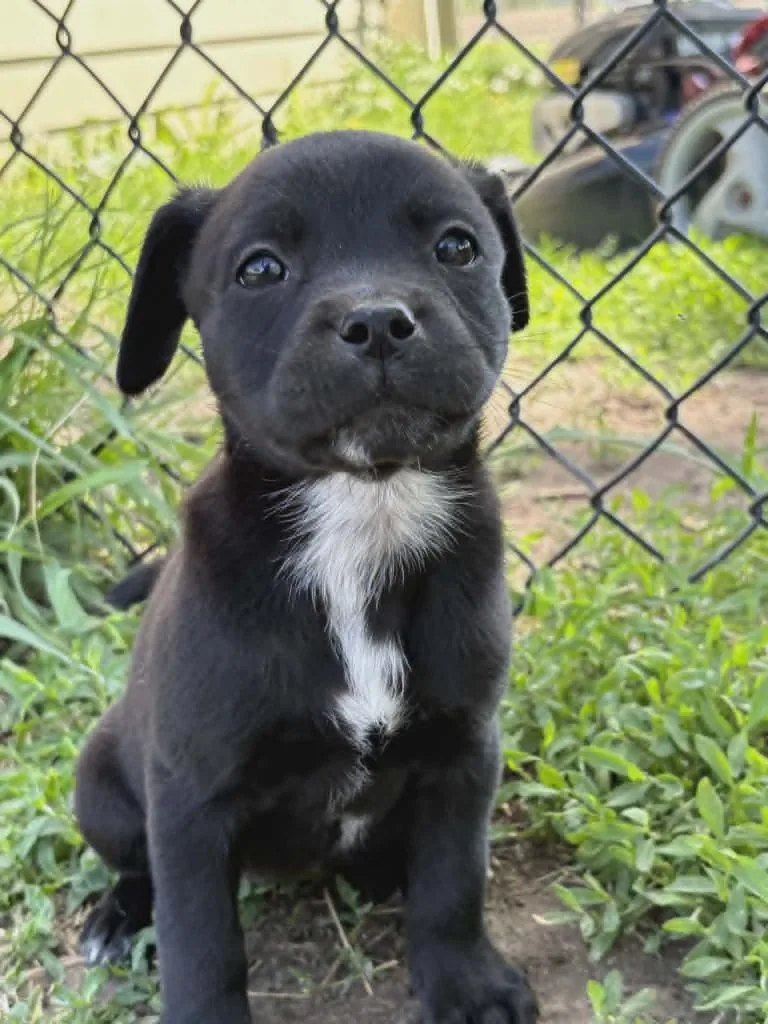 A baby medium-sized female Mixed Breed dog named Lita for adoption in sun prairie, WI