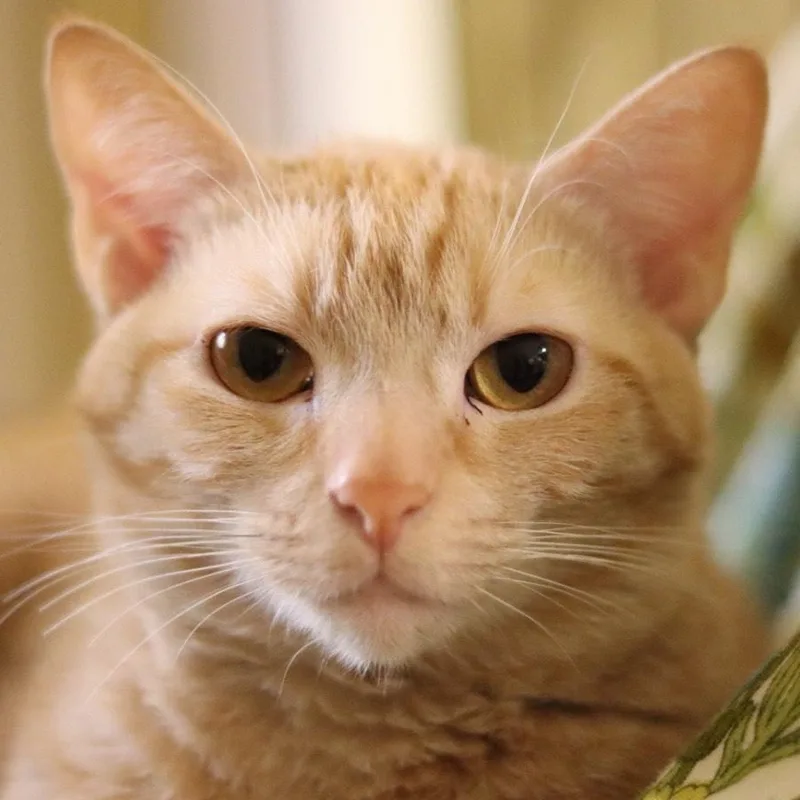 An adult medium-sized male Tabby (Orange / Red) American Shorthair cat named Potsy for adoption in Kansas City, MO