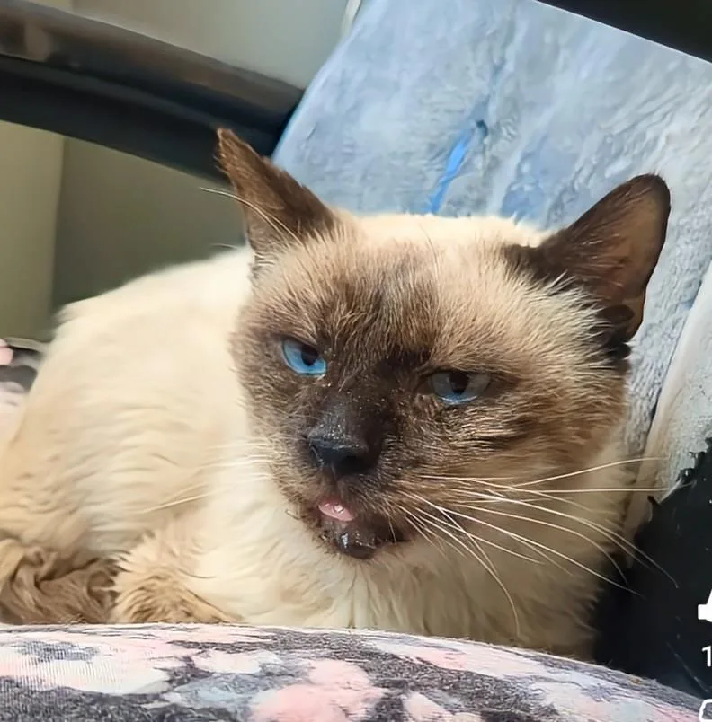 Prince Of Purringham