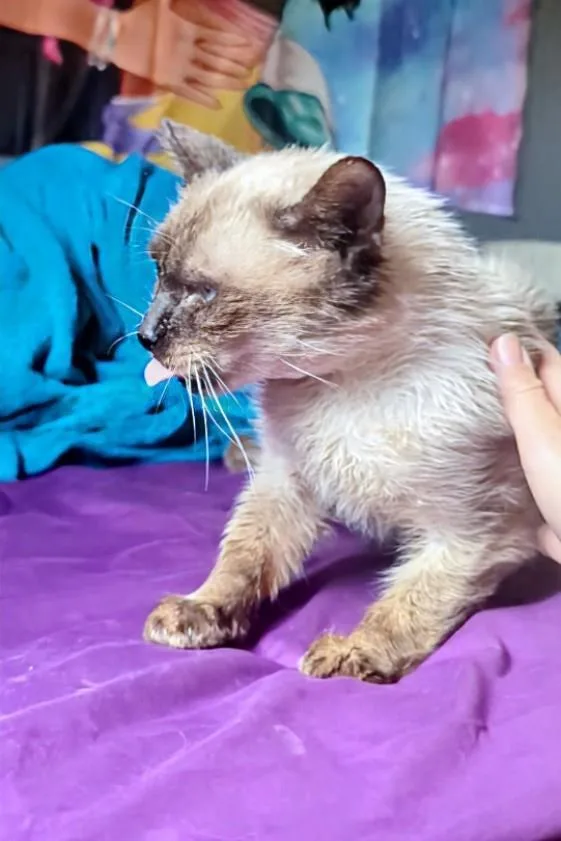 Prince Of Purringham thumbnail 2