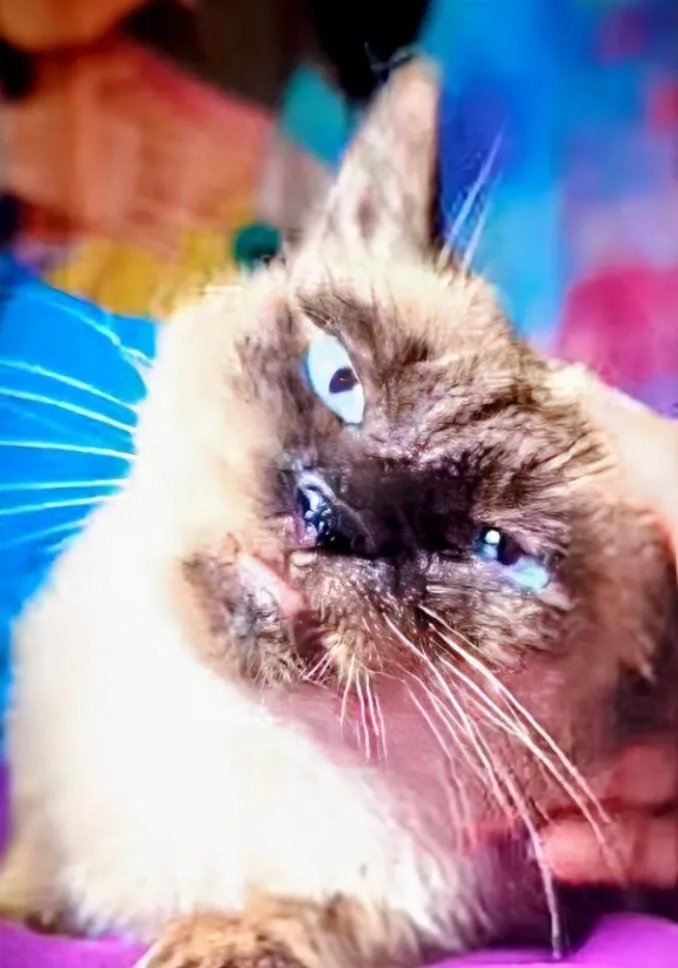 Prince Of Purringham thumbnail 3