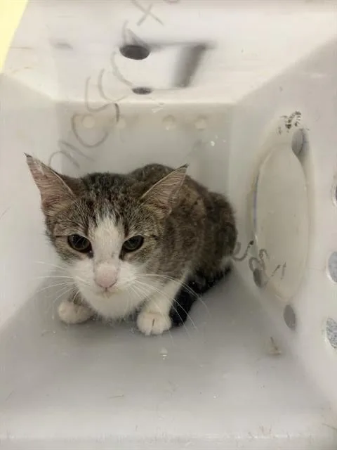 A young medium-sized female Domestic Short Hair cat named Regina George for adoption in Indianapolis, IN