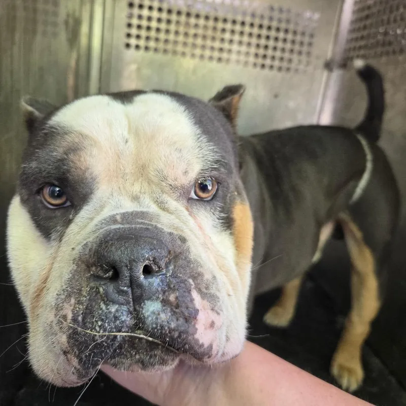 An adult medium-sized male Gray / Blue / Silver English Bulldog dog named Manson for adoption in Birmingham, AL
