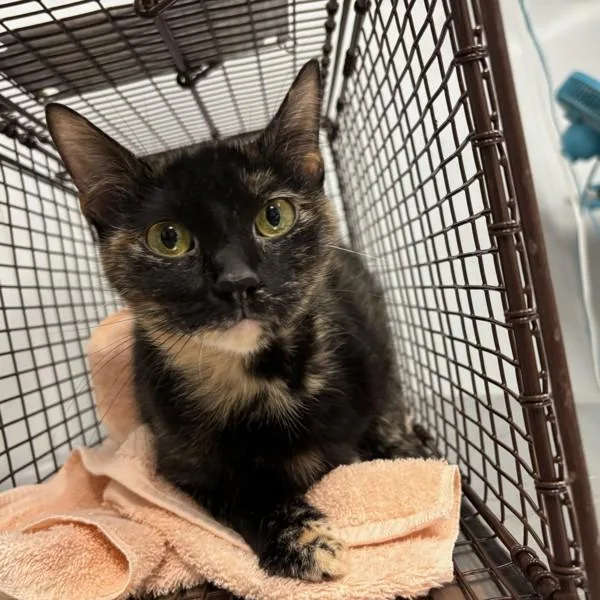 An adult small-sized female Domestic Short Hair cat named Toni for adoption in Des Moines, IA