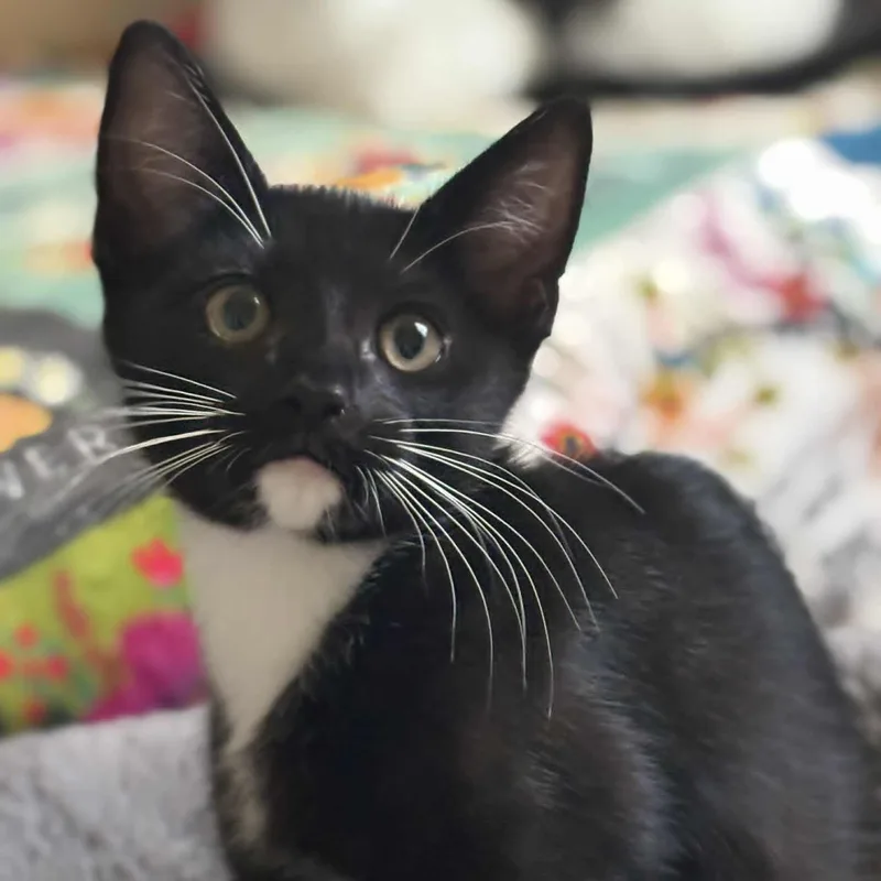 Oliver