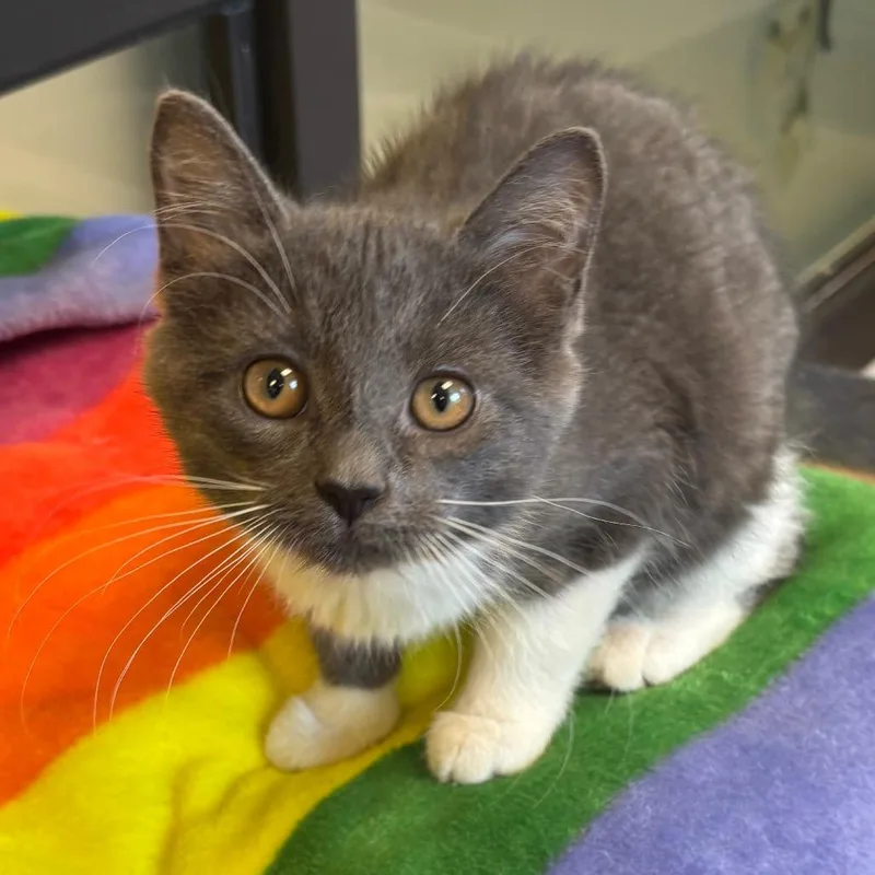 A baby small-sized female Gray / Blue / Silver Domestic Short Hair cat named Pico for adoption in Naperville, IL
