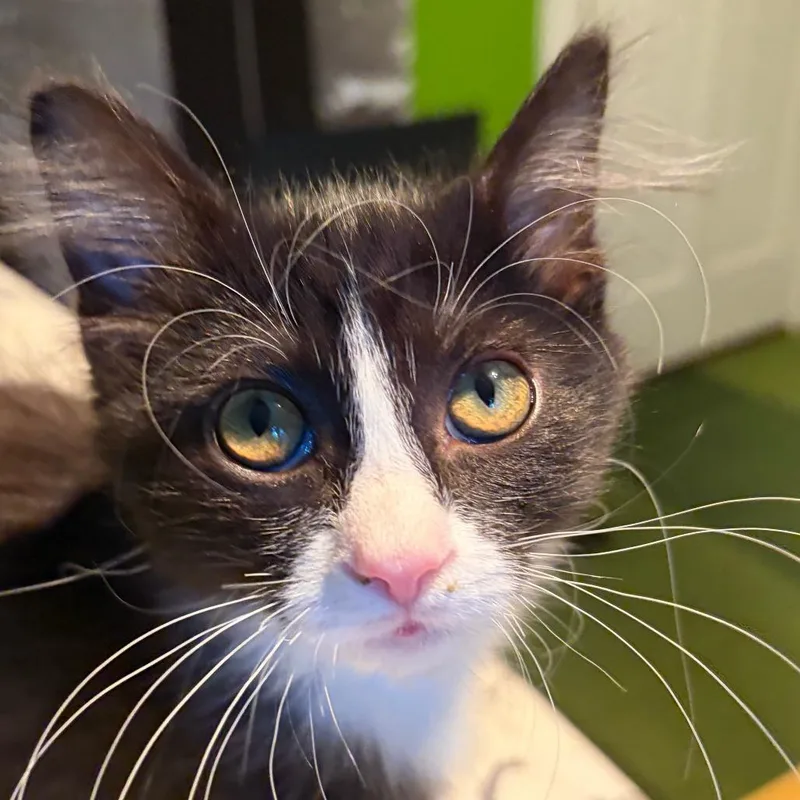 A baby small-sized male Domestic Long Hair cat named Bo for adoption in Hopkinton, MA