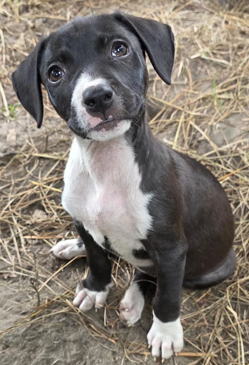 A baby small-sized female Beagle dog named Maryse for adoption in Carmel, NY