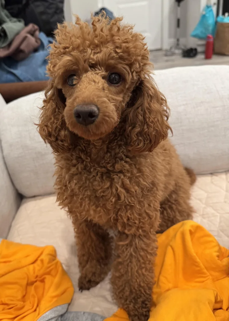 Butter Pecan & Pina thumbnail 4