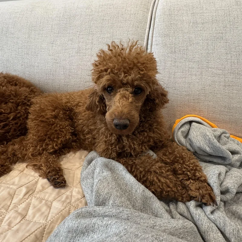 Butter Pecan & Pina thumbnail 5