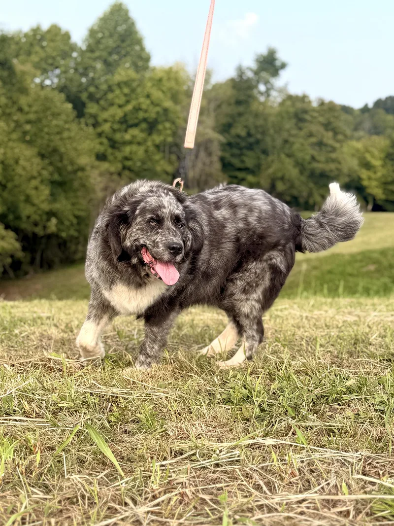 An adult extra large-sized female Gray / Blue / Silver Newfoundland Dog dog named Mia for adoption in Gradyville, KY