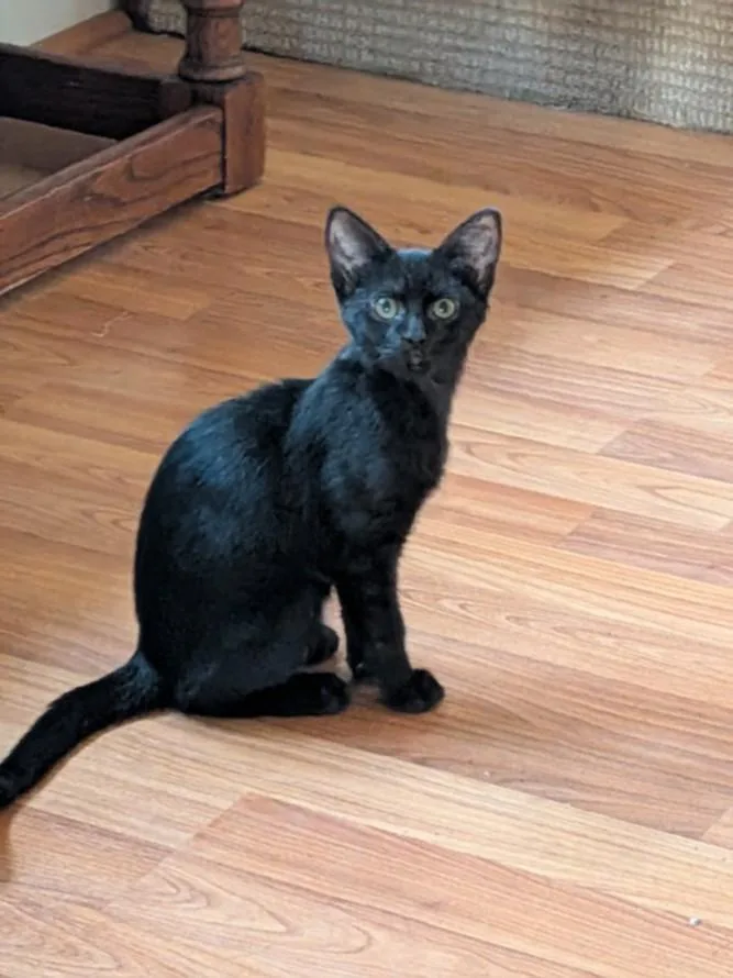 A baby small-sized male Domestic Short Hair cat named Allan for adoption in Hagerstown, MD