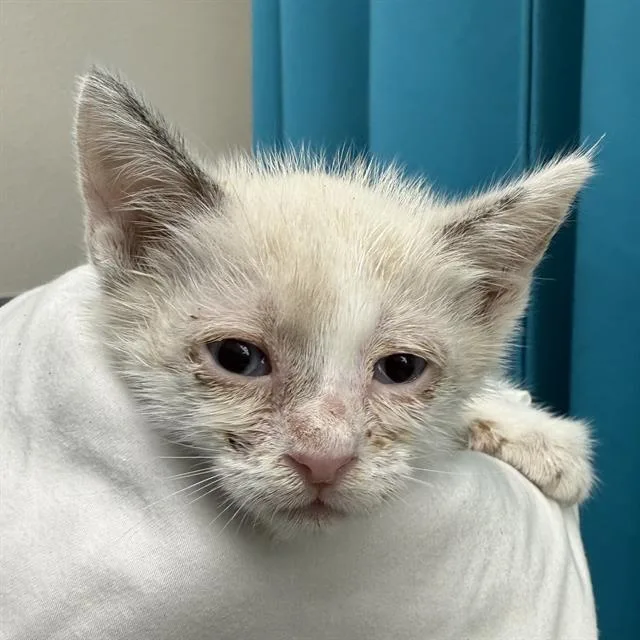 A baby small-sized female Domestic Short Hair cat named Chili for adoption in Las Vegas, NV