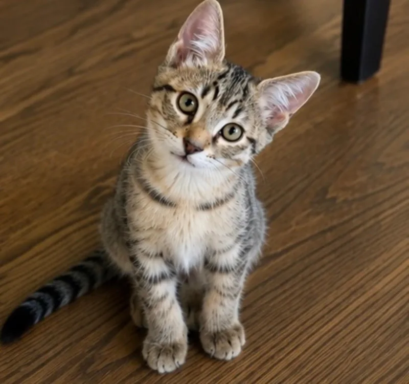 A young medium-sized male Tabby (Brown / Chocolate) Domestic Short Hair cat named Yoshi for adoption in Joliet, IL