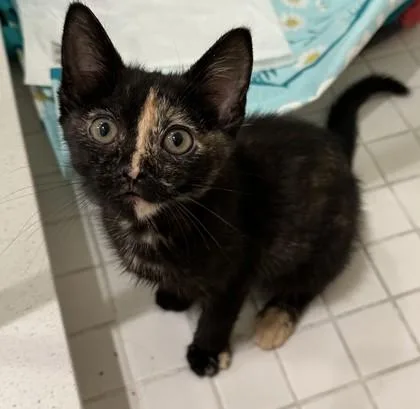 A baby medium-sized female Domestic Short Hair cat named Mabel Tanaka for adoption in Pleasanton, CA