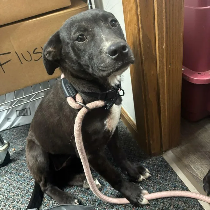 A baby medium-sized female Brown / Chocolate Labrador Retriever dog named Hazel for adoption in Wichita, KS