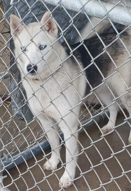 A young medium-sized female Siberian Husky dog named Winter for adoption in West Memphis, AR