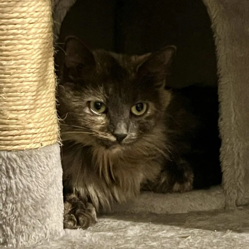 An adult medium-sized female Tortoiseshell Domestic Long Hair cat named Dana for adoption in Asheville, NC