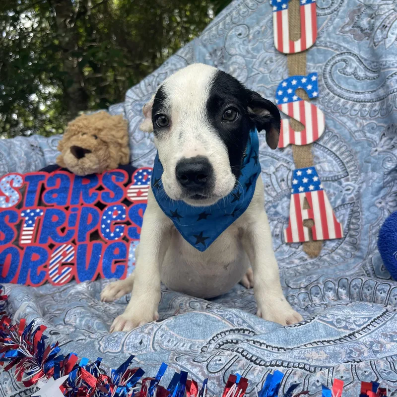 A baby medium-sized male American Bulldog dog named Seven for adoption in Sebring, FL