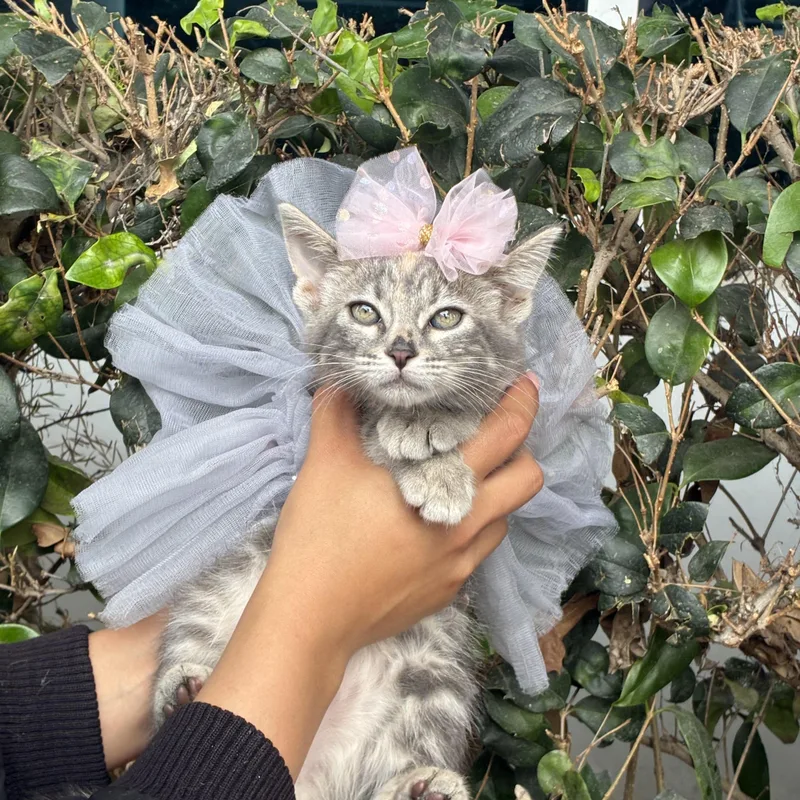 A baby small-sized female Gray / Blue / Silver Domestic Medium Hair cat named Damsel for adoption in South El Monte, CA