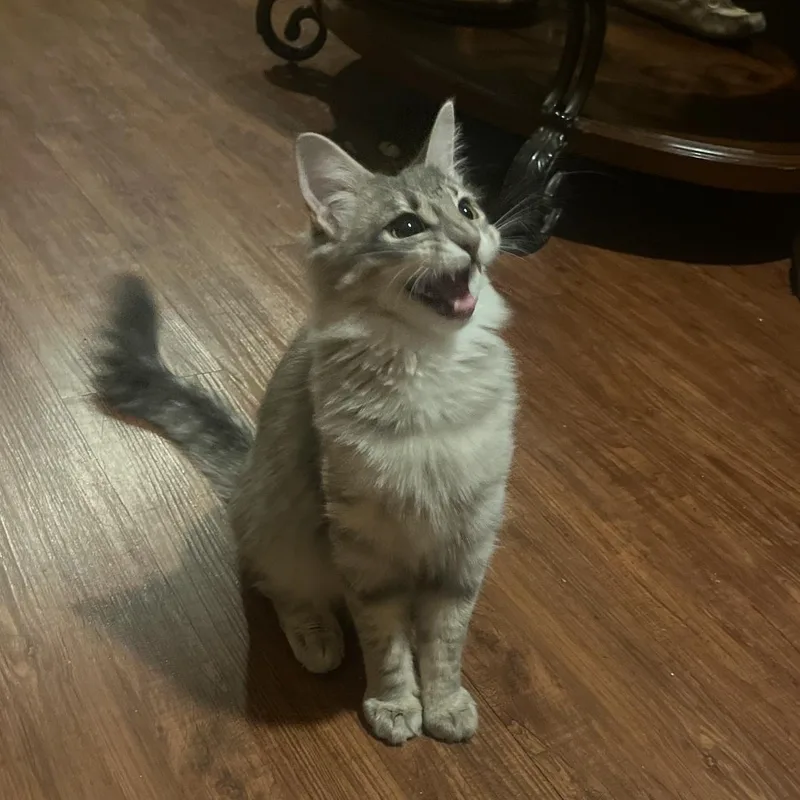 A baby medium-sized female Tabby (Gray / Blue / Silver) Domestic Medium Hair cat named Juno for adoption in Alexandria, LA