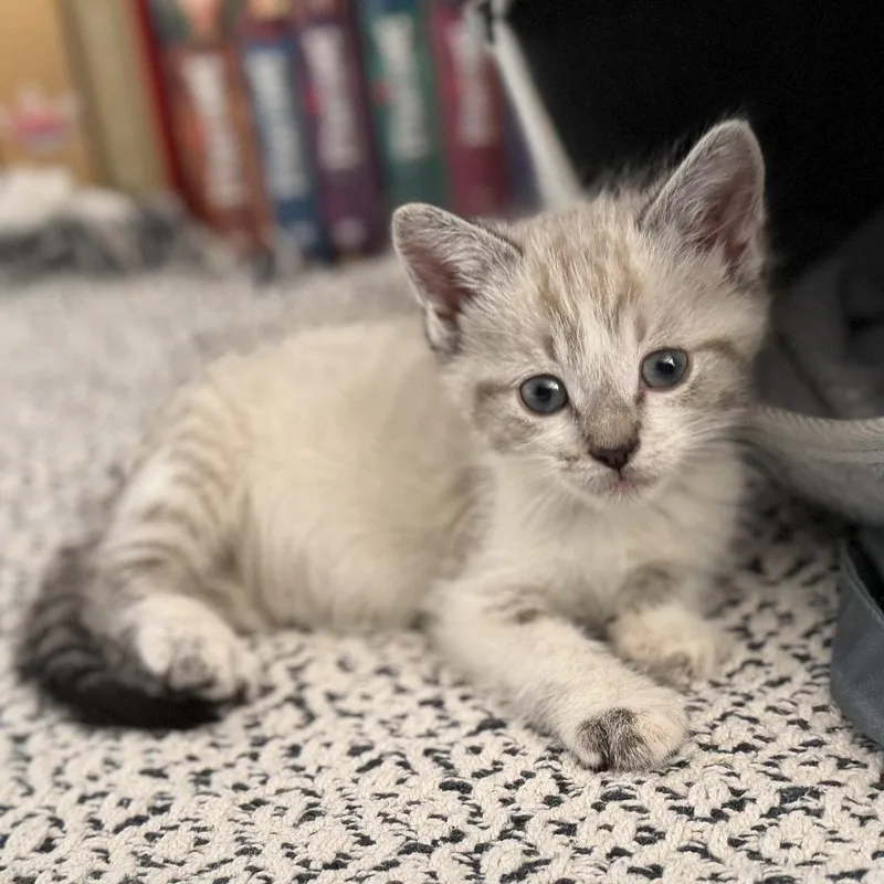 A baby medium-sized male Siamese cat named Nakoon for adoption in Candler, NC