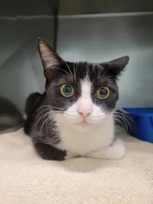 A young medium-sized female Domestic Short Hair cat named Elvira for adoption in Fishers, IN