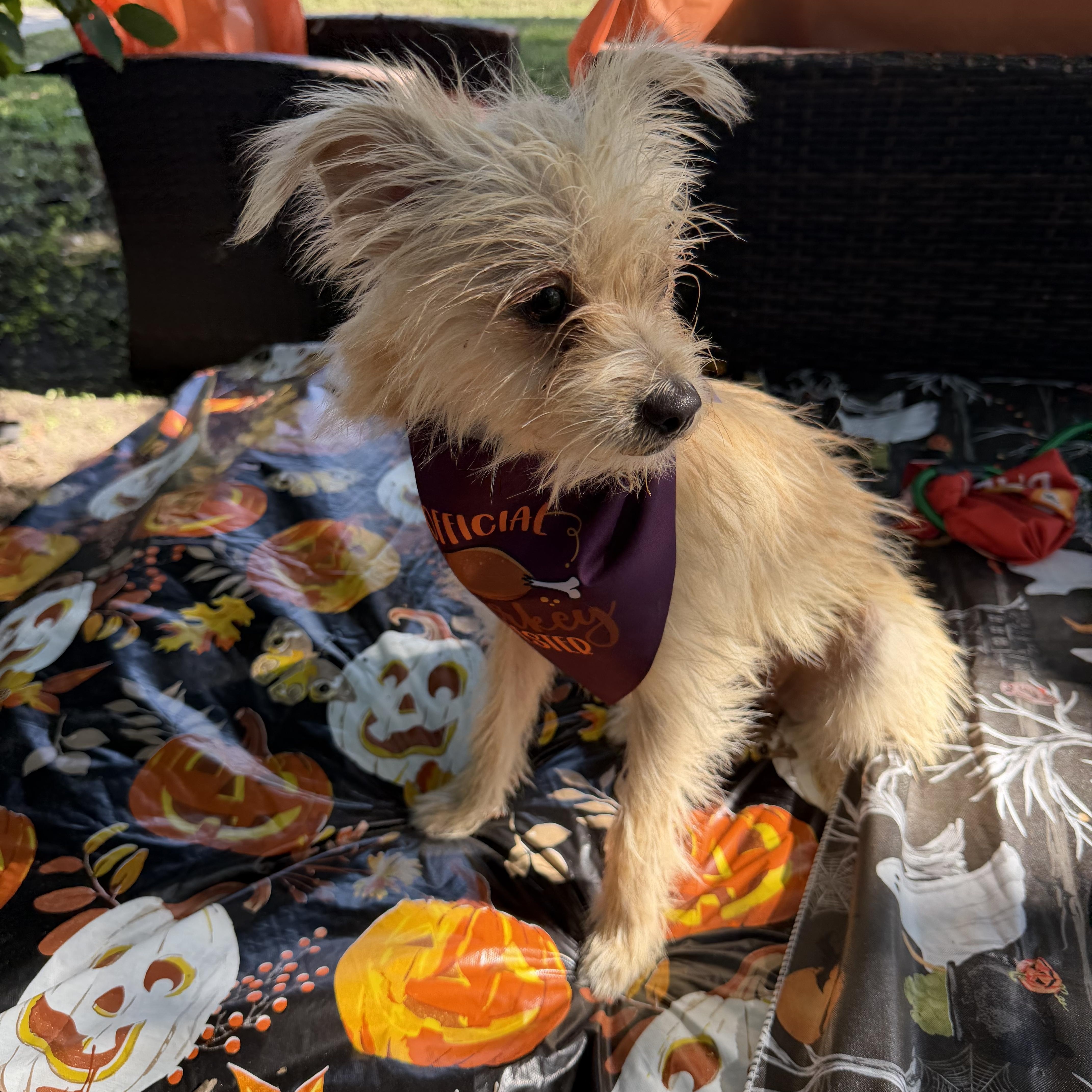 An adult small-sized male Norfolk Terrier dog named Quintin for adoption in Louise, TX