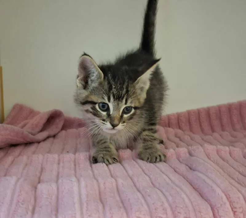 A baby medium-sized female Domestic Short Hair cat named Birdie for adoption in Rockwall, TX