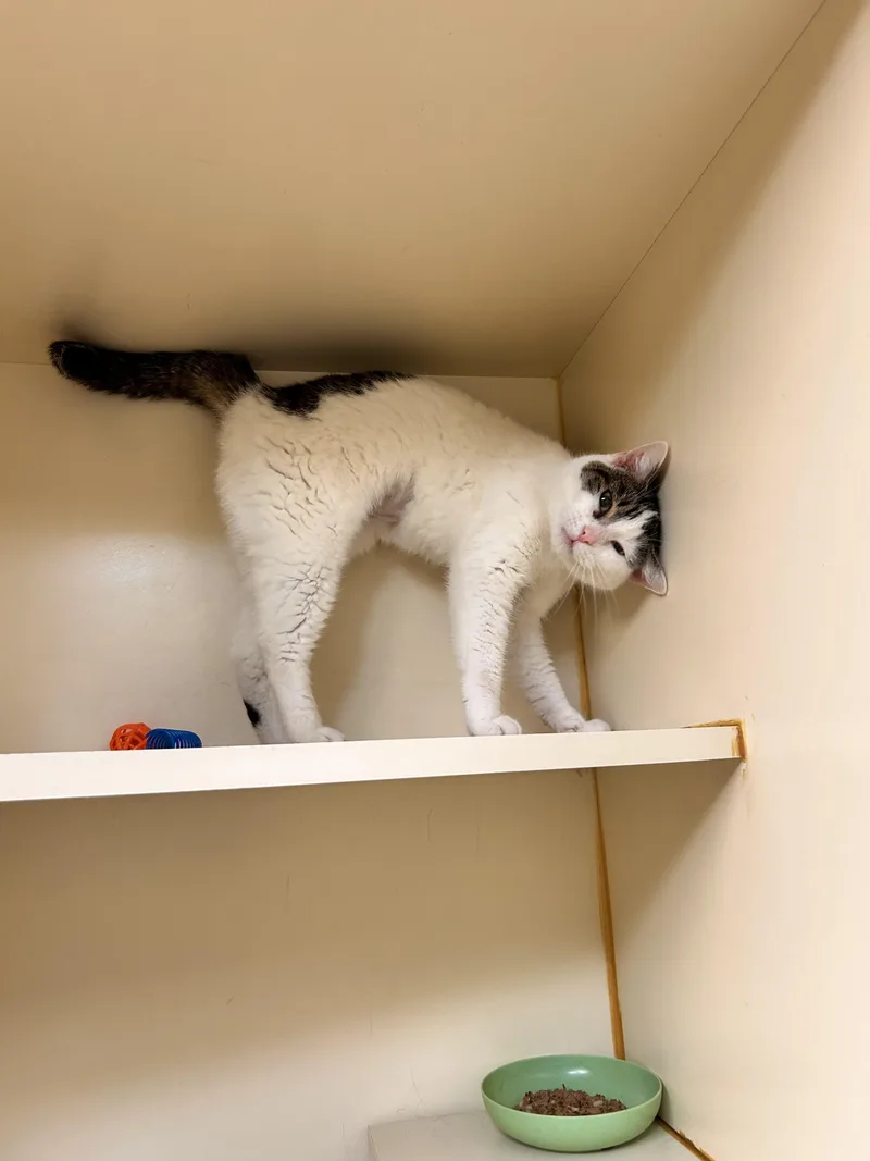 An adult medium-sized female Tabby (Brown / Chocolate) Domestic Short Hair cat named Cherry for adoption in Myerstown, PA